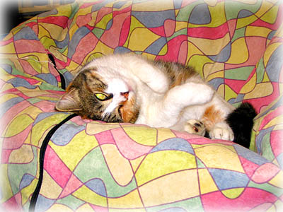 Cat in Microfiber Beanbag