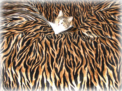 Cat in Tiger print Velboa bean bag