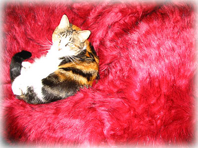 Cat on Faux Fur Bean Bag